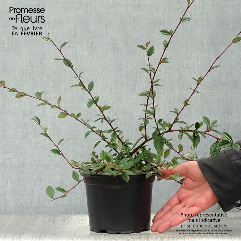 Cotoneaster lacteus Maceta 2L/3L Ejemplar entregado en invierno