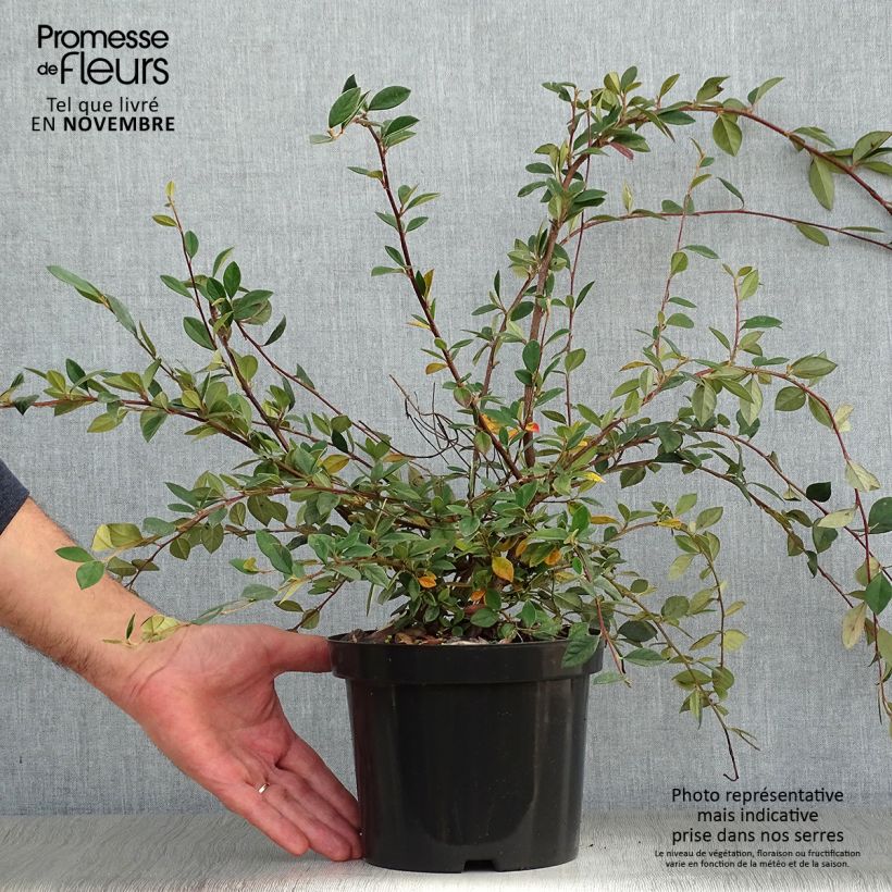 Ejemplar de Cotoneaster lacteus Maceta 2L/3L entregado en otoño