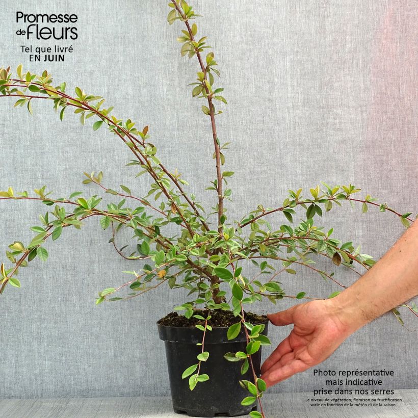 Cotoneaster lacteus Maceta 2L/3L Ejemplar entregado en la primavera