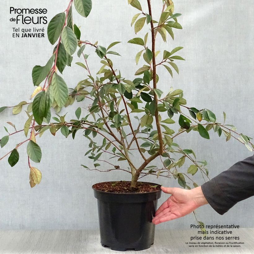 Cotoneaster lacteus Maceta 7,5L/10L Ejemplar entregado en invierno
