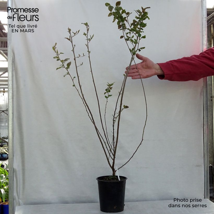Cotoneaster lucidus Maceta 2L/3L Ejemplar entregado en invierno