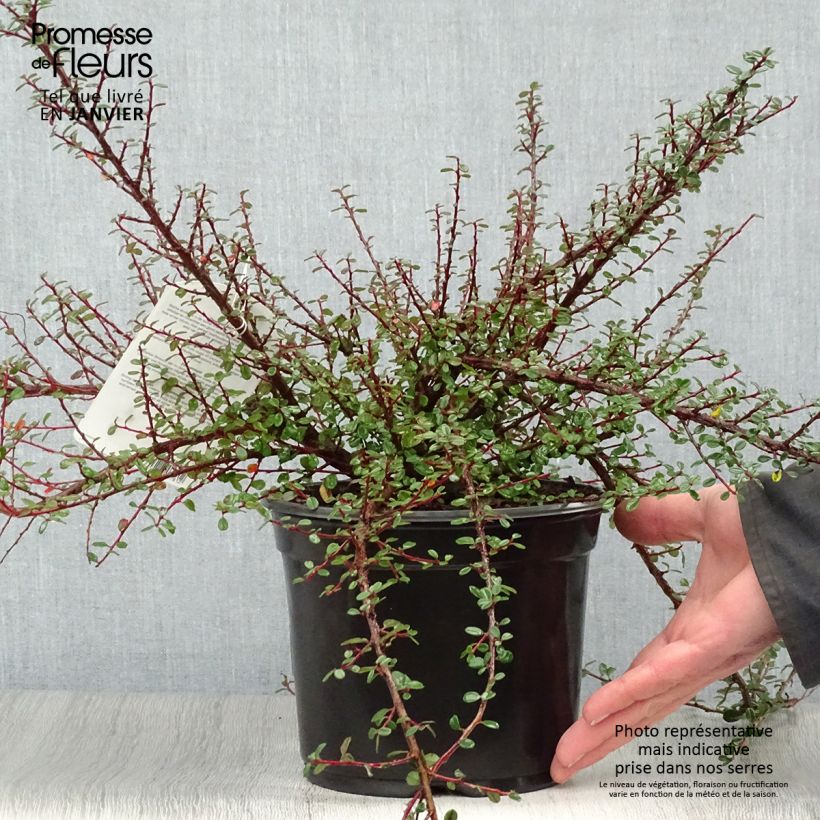 Cotoneaster microphyllus Maceta 2L/3L Ejemplar entregado en invierno