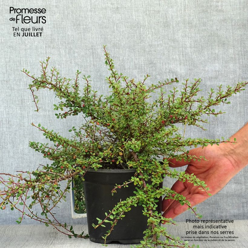 Ejemplar de Cotoneaster microphyllus Maceta 2L/3L entregado en verano