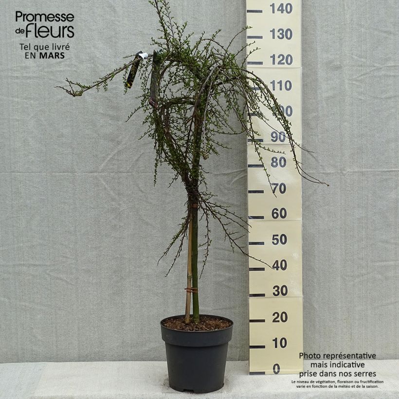 Cotoneaster praecox Boer Maceta 7,5L/10L, Tallo Ejemplar entregado en la primavera