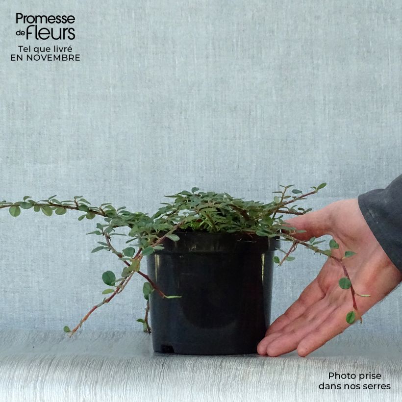 Ejemplar de Cotoneaster procumbens Queen of Carpets Maceta 1L/1,5L entregado en otoño