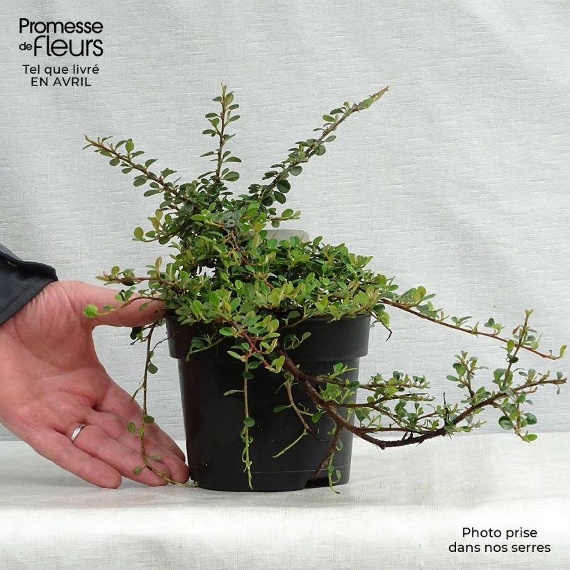 Cotoneaster procumbens Queen of Carpets Maceta 1L/1,5L Ejemplar entregado en la primavera