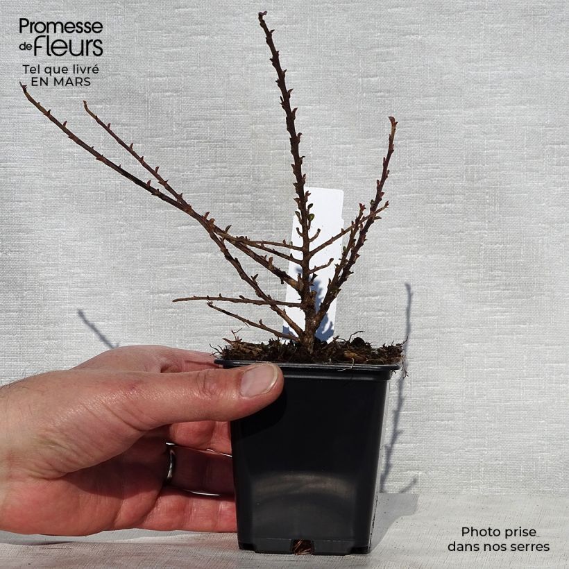 Cotoneaster procumbens Queen of Carpets Maceta de 8/9 cm Ejemplar entregado en la primavera