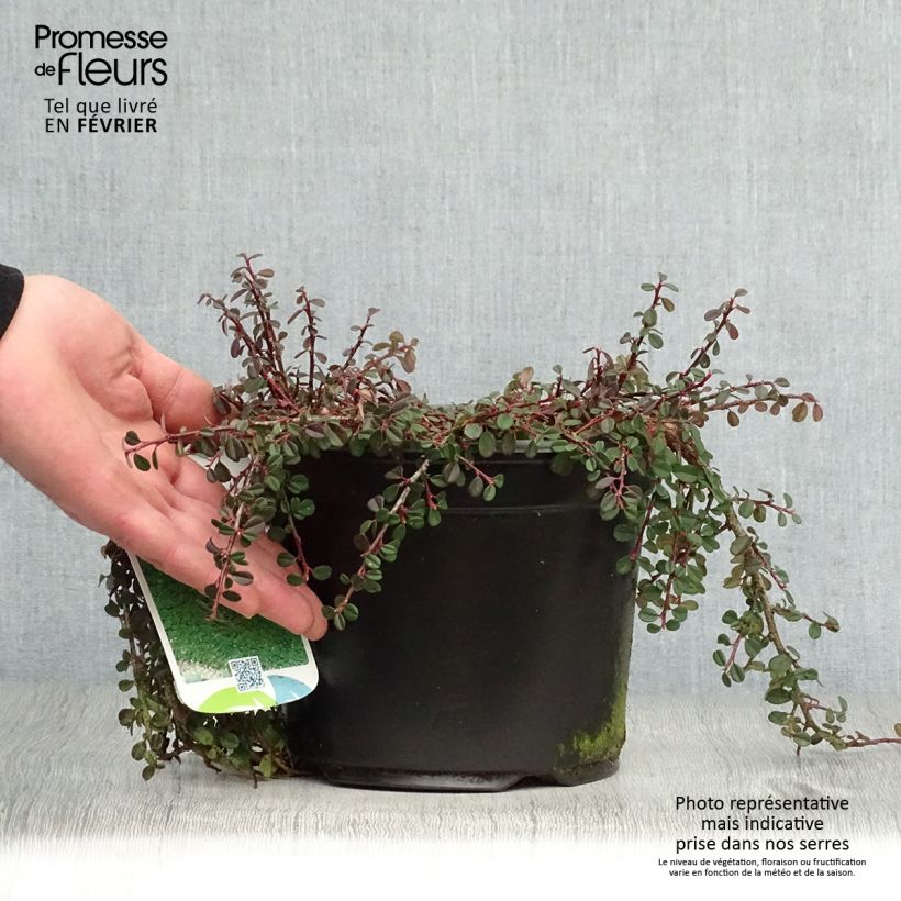 Cotoneaster procumbens Streibs Findling Maceta 1,5L/2L Ejemplar entregado en invierno