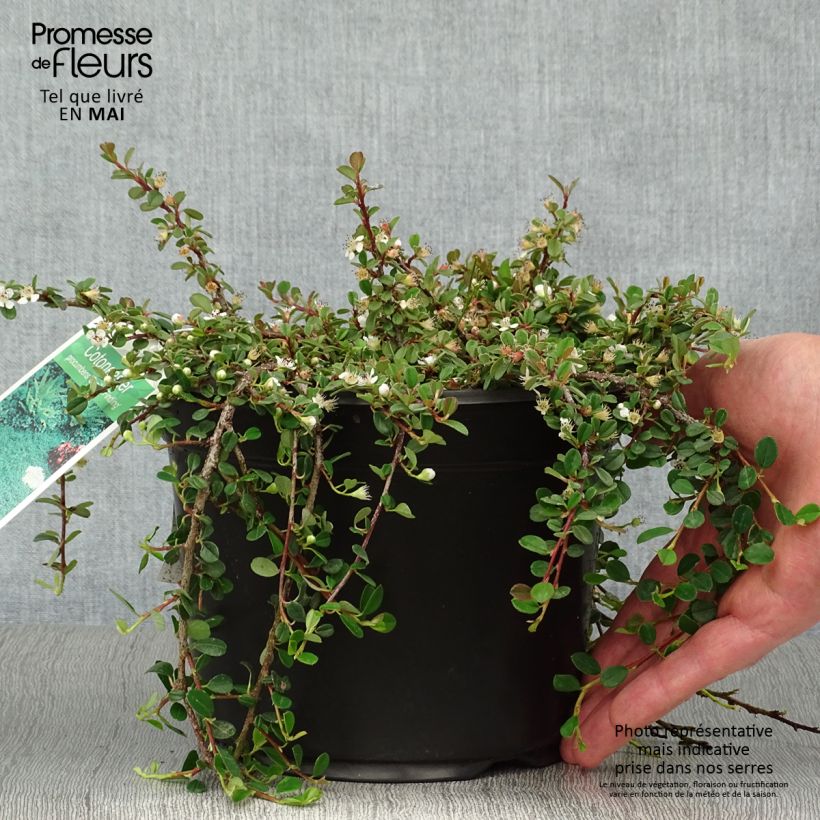 Cotoneaster procumbens Streibs Findling Maceta 1,5L/2L Ejemplar entregado en la primavera