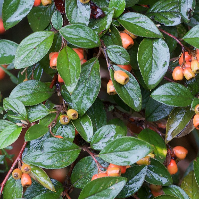 Cotoneaster simonsii (Follaje)