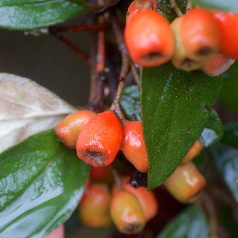 Cotoneaster simonsii (Cosecha)