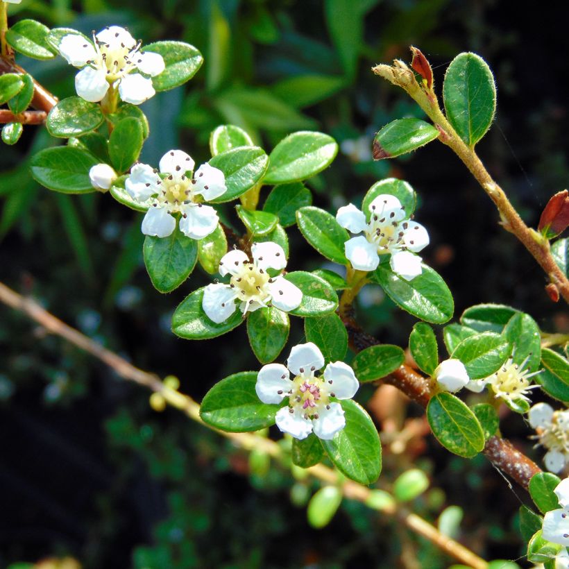 Cotoneaster suecicus Coral Beauty (Floración)