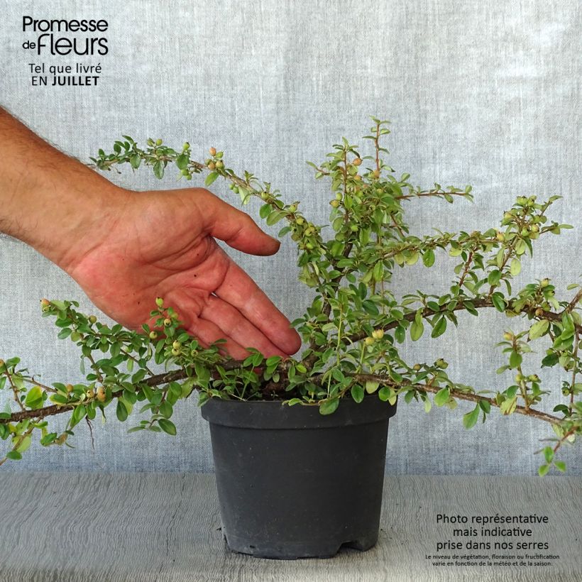 Ejemplar de Cotoneaster suecicus Coral Beauty Maceta 1L/1,5L entregado en verano