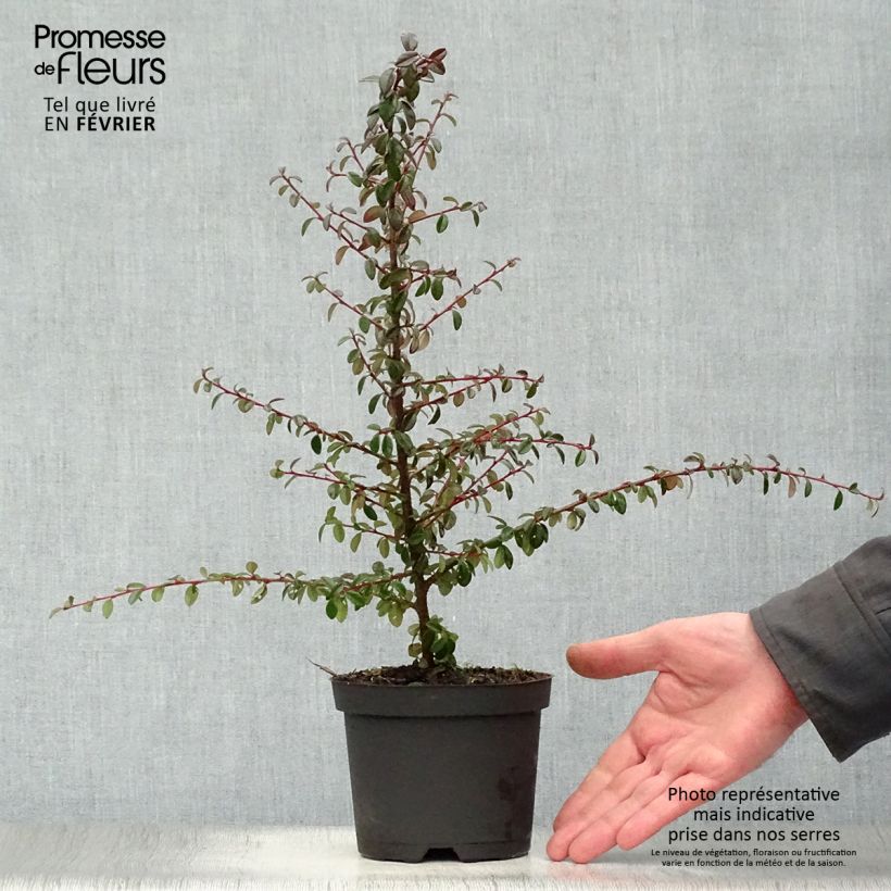 Cotoneaster suecicus Coral Beauty Maceta 1L/1,5L Ejemplar entregado en invierno