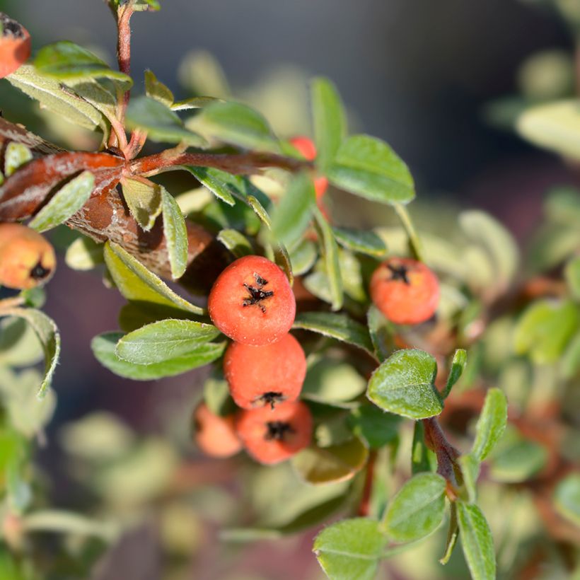 Cotoneaster suecicus Coral Beauty (Cosecha)