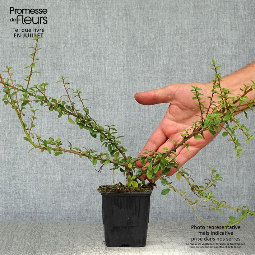 Ejemplar de Cotoneaster suecicus Coral Beauty Maceta de 8/9 cm entregado en verano