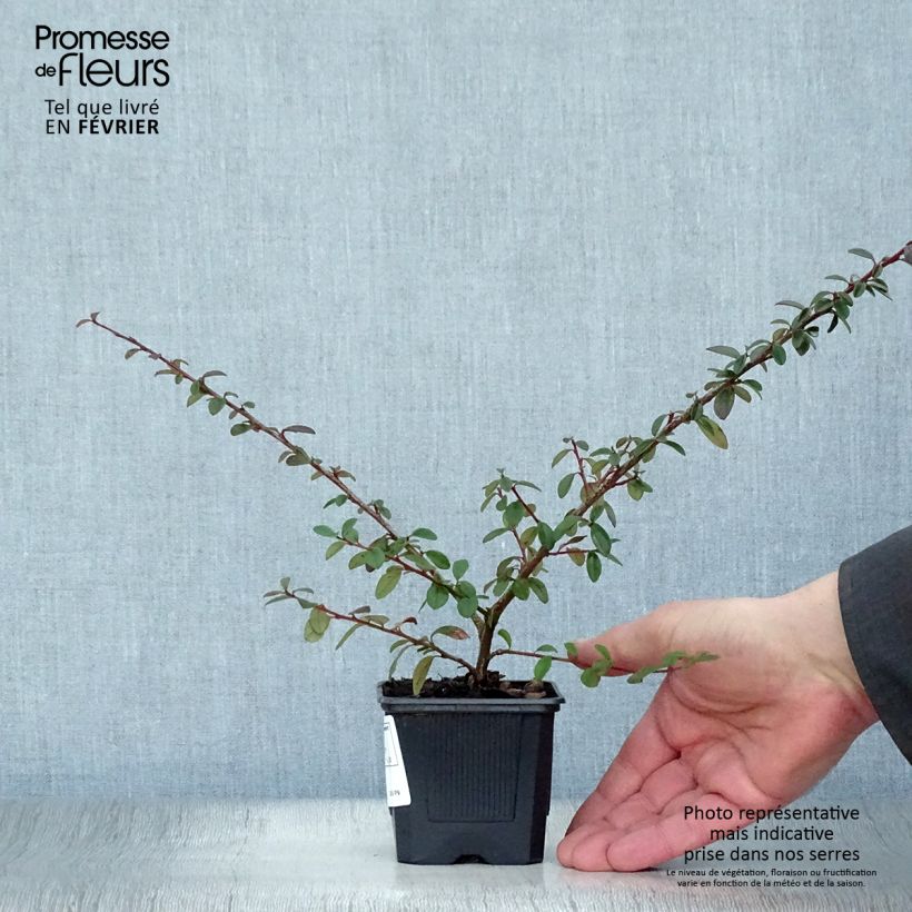 Cotoneaster suecicus Coral Beauty Maceta de 8/9 cm Ejemplar entregado en invierno