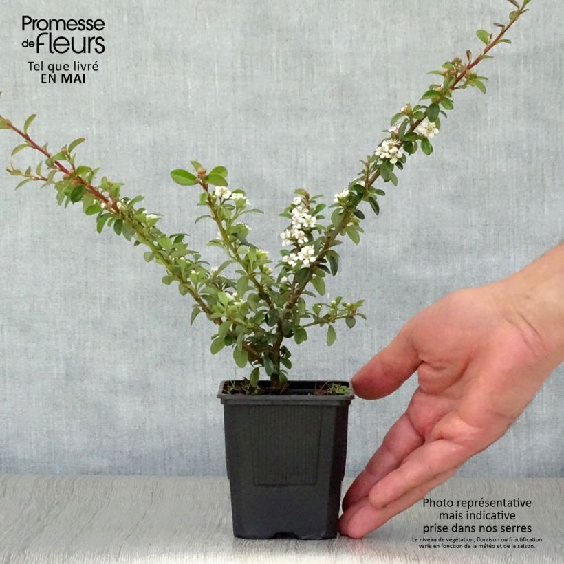 Cotoneaster suecicus Coral Beauty Maceta de 8/9 cm Ejemplar entregado en la primavera