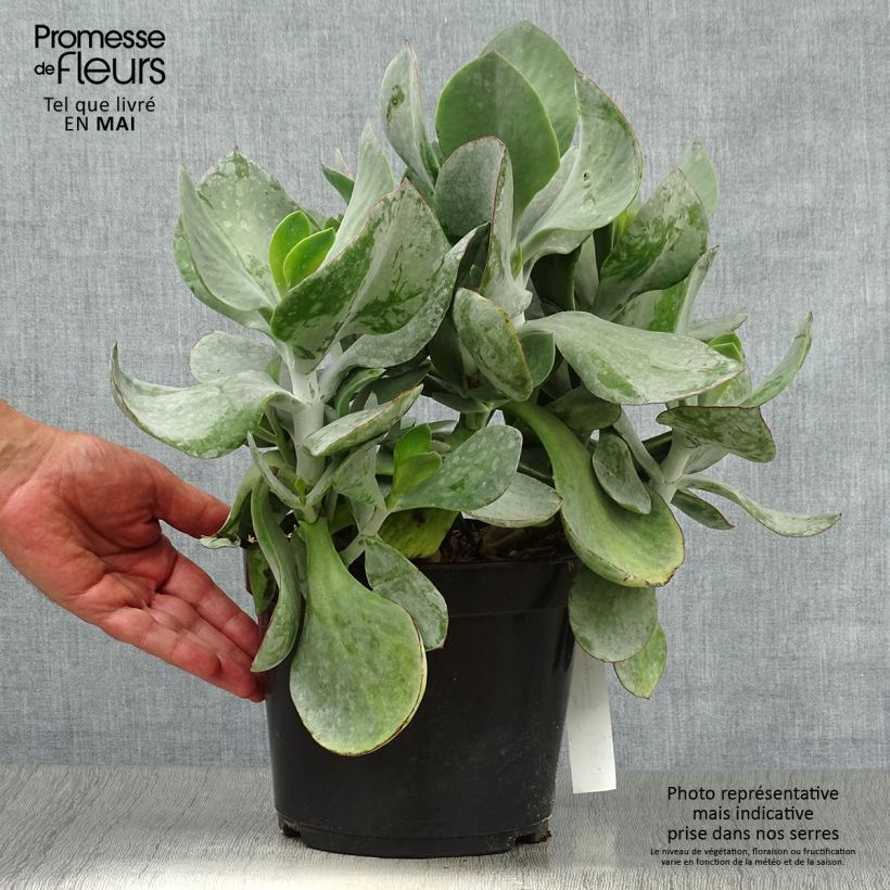 Cotyledon orbiculata Gray Maceta 3L/4L Ejemplar entregado en la primavera