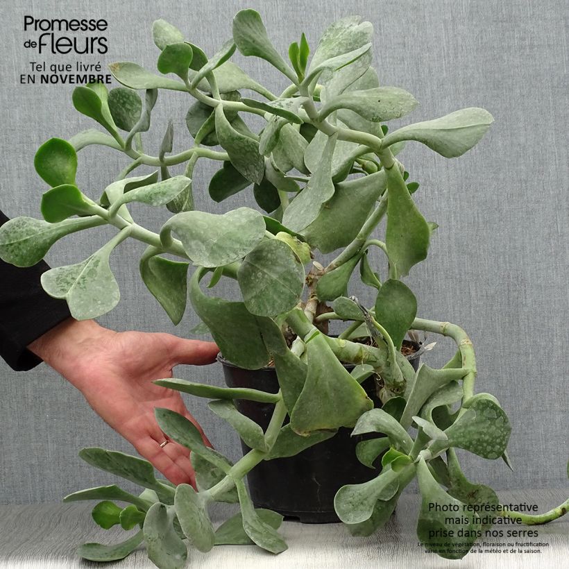 Ejemplar de Cotyledon orbiculata Gray Maceta 3L/4L entregado en otoño