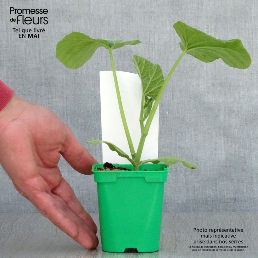 Calabacita amarilla Sibelle F1 Maceta de 10 cm/11 cm Ejemplar entregado en la primavera