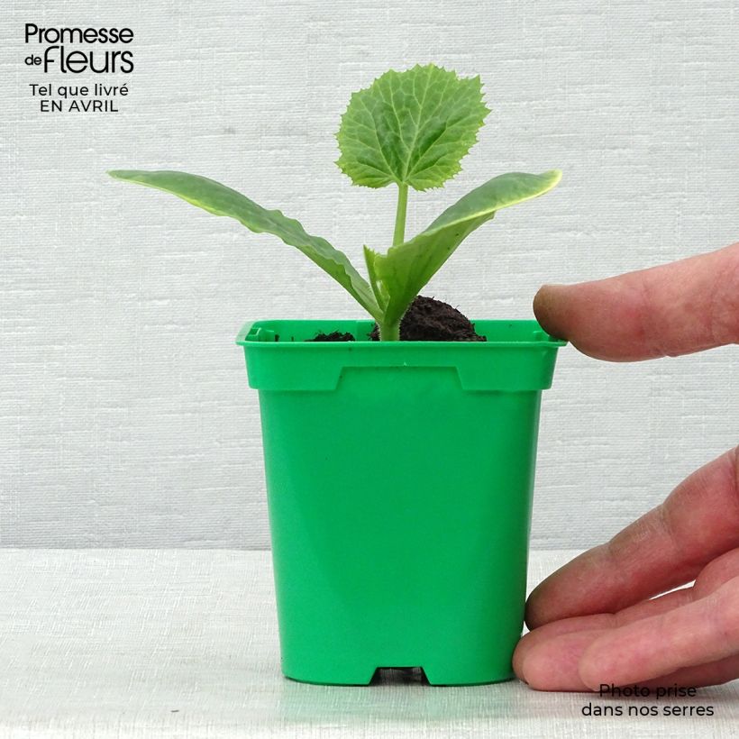 Calabacín Floridor F1 Maceta de 10 cm/11 cm Ejemplar entregado en la primavera