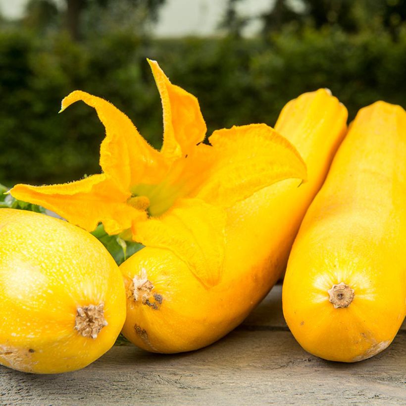 Calabacín Ola Gabriella F1 BIO (Floración)