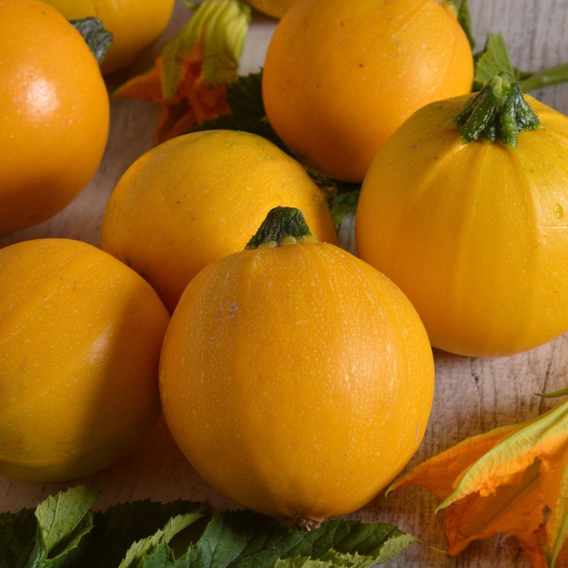 Calabacín Midas F1 (Cosecha)