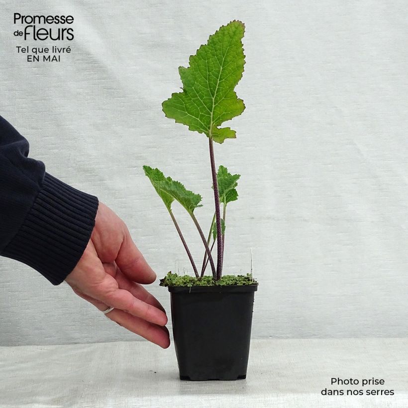 Crambe cordifolia Maceta de 8/9 cm Ejemplar entregado en la primavera