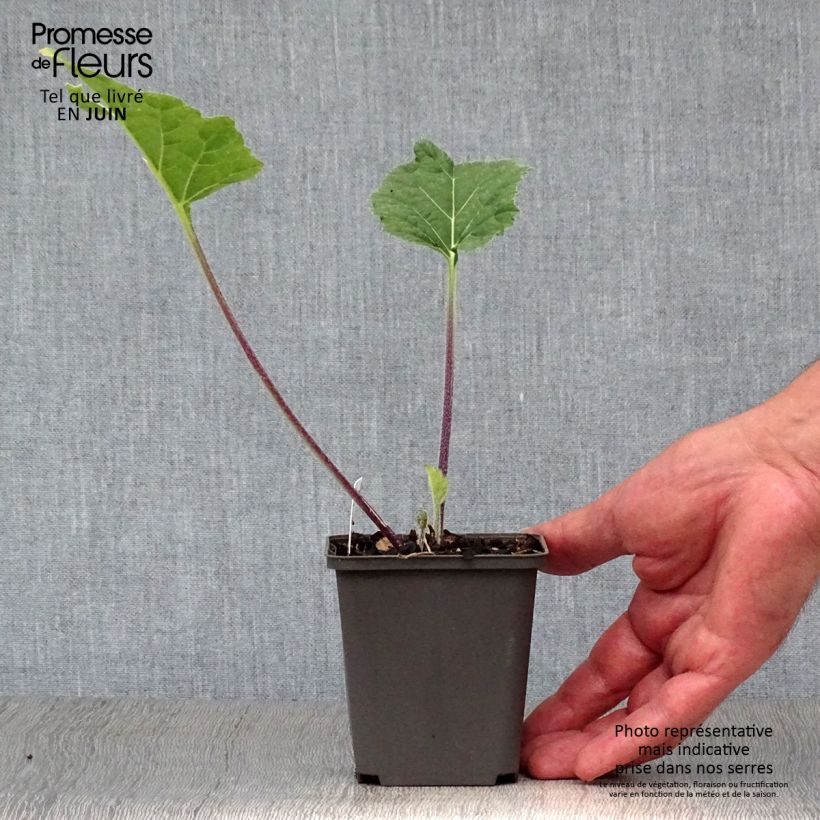 Ejemplar de Crambe cordifolia Maceta de 8/9 cm entregado en verano