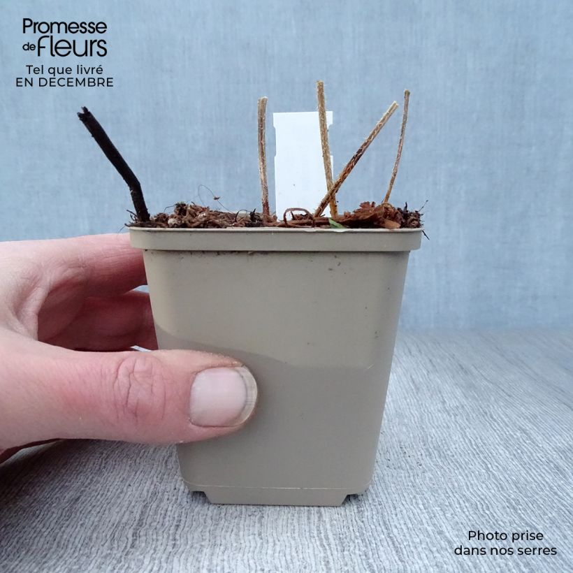 Crambe cordifolia Maceta de 8/9 cm Ejemplar entregado en invierno