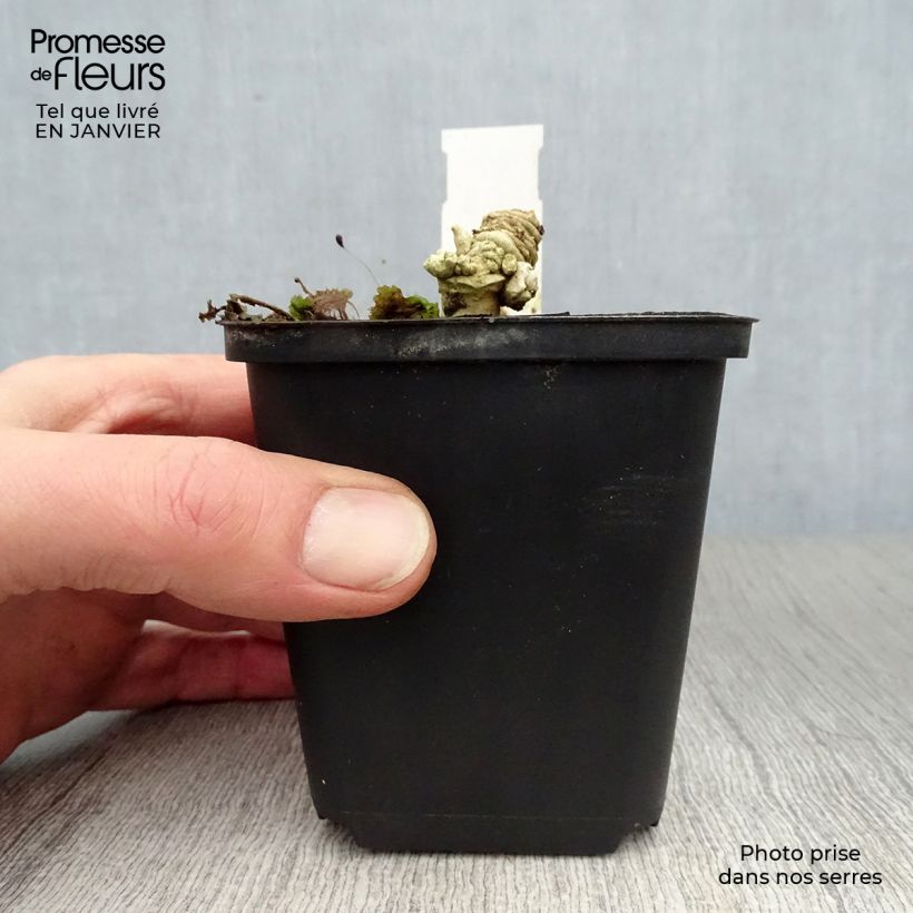 Col marina - Crambe maritima Maceta de 8/9 cm Ejemplar entregado en invierno