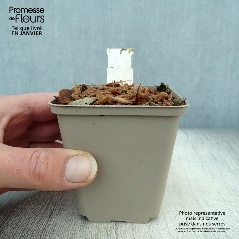 Crambe orientalis Morning Snow Maceta de 8/9 cm Ejemplar entregado en invierno