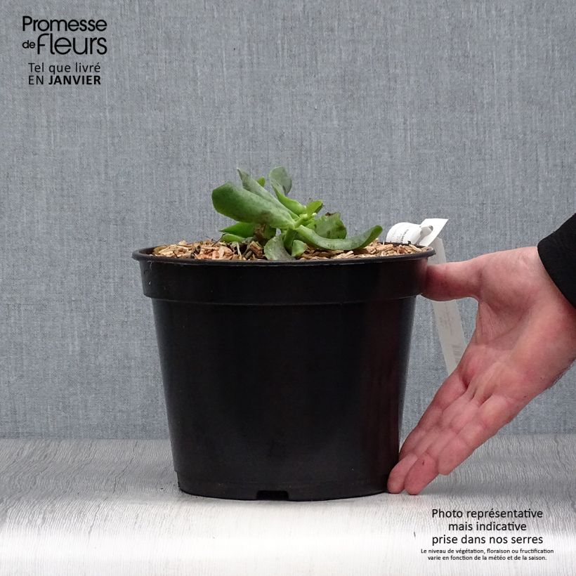 Crassula arborescens Curly Grey Maceta 3L/4L Ejemplar entregado en invierno