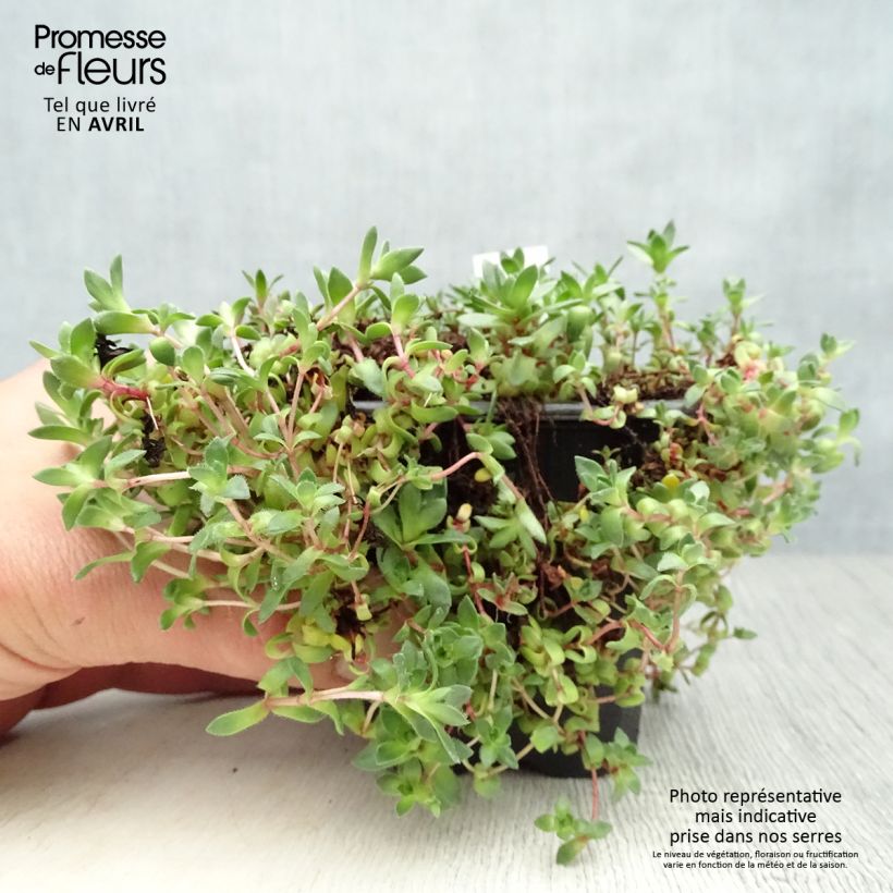 Crassula exilis subsp. sedifolia Maceta de 8/9 cm Ejemplar entregado en la primavera