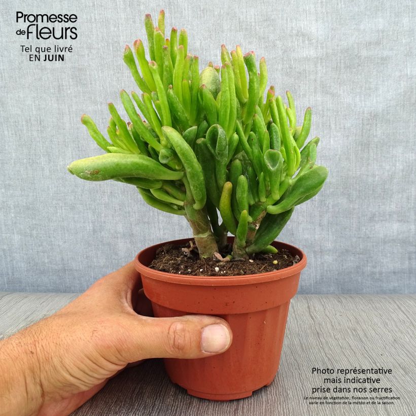 Ejemplar de Crassula ovata Hobbit Maceta de 12 cm / 13 cm entregado en verano