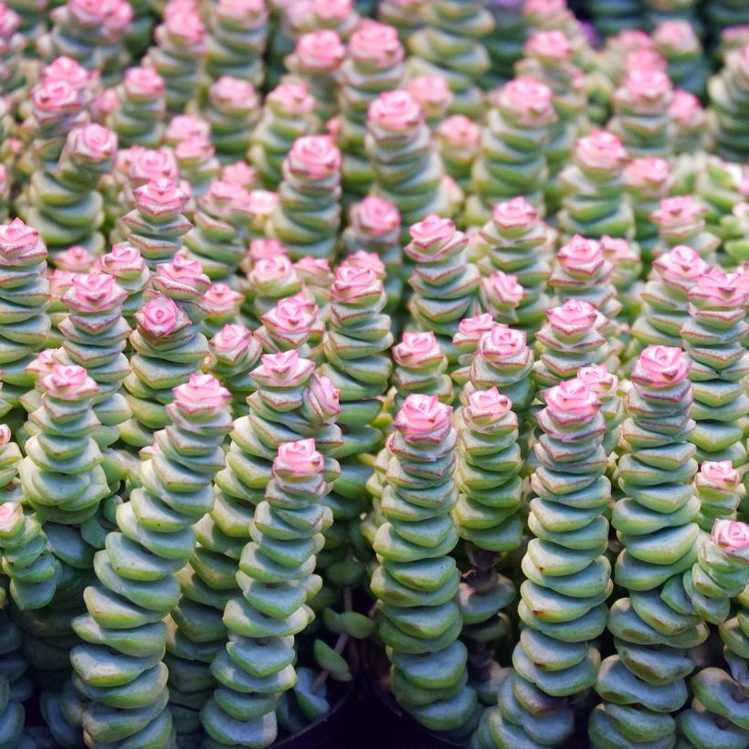 Crassula rupestris subsp. marnieriana (Follaje)
