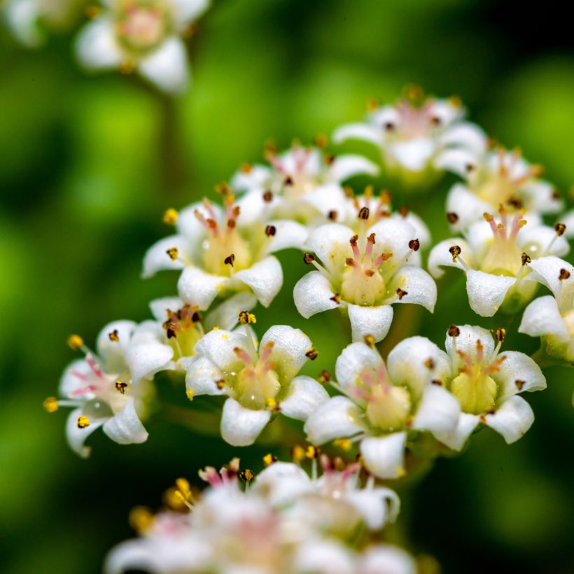 Crassula rupestris subsp. marnieriana (Floración)