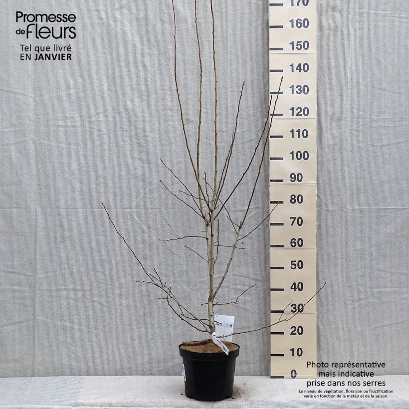 Crataegus grignonensis - Espino Maceta 7,5L/10L Ejemplar entregado en invierno