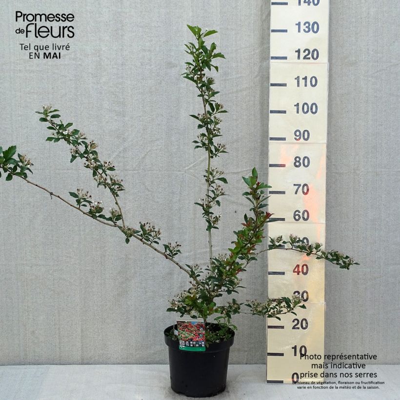 Crataegus grignonensis - Espino Maceta 7,5L/10L Ejemplar entregado en la primavera