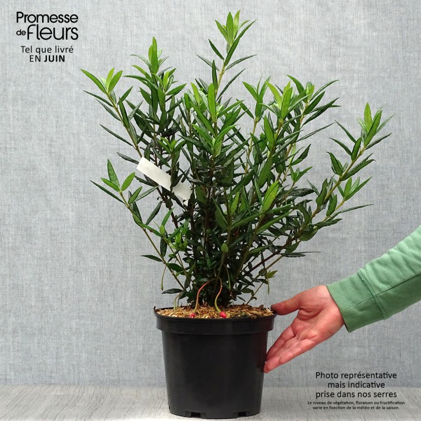 Ejemplar de Crinodendron hookerianum - Polizonte Maceta 4L/5L entregado en verano
