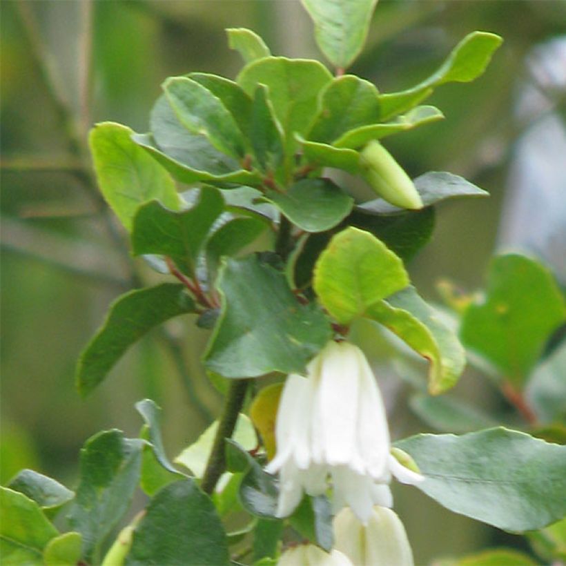 Crinodendron patagua - Patagua (Follaje)