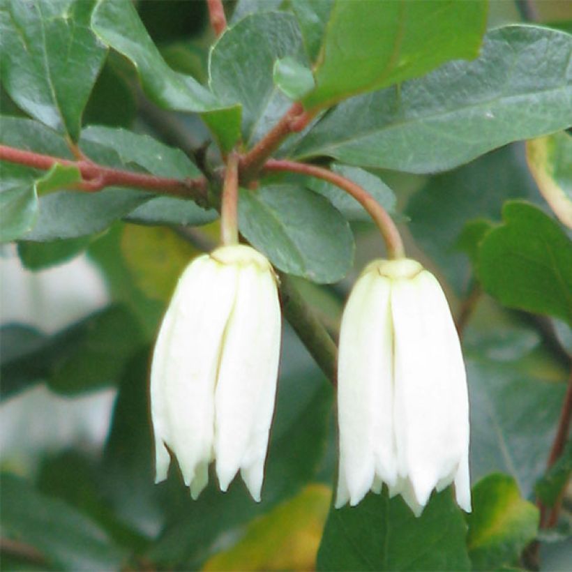 Crinodendron patagua - Patagua (Floración)