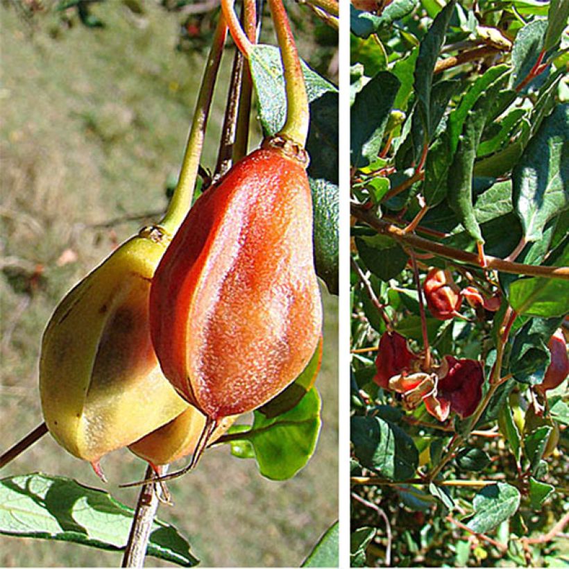 Crinodendron patagua - Patagua (Cosecha)