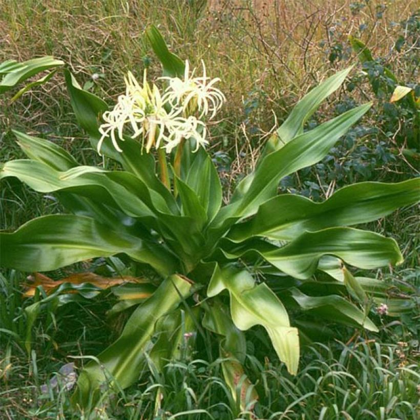 Crinum asiaticum - Lirios de pantanos (Porte)