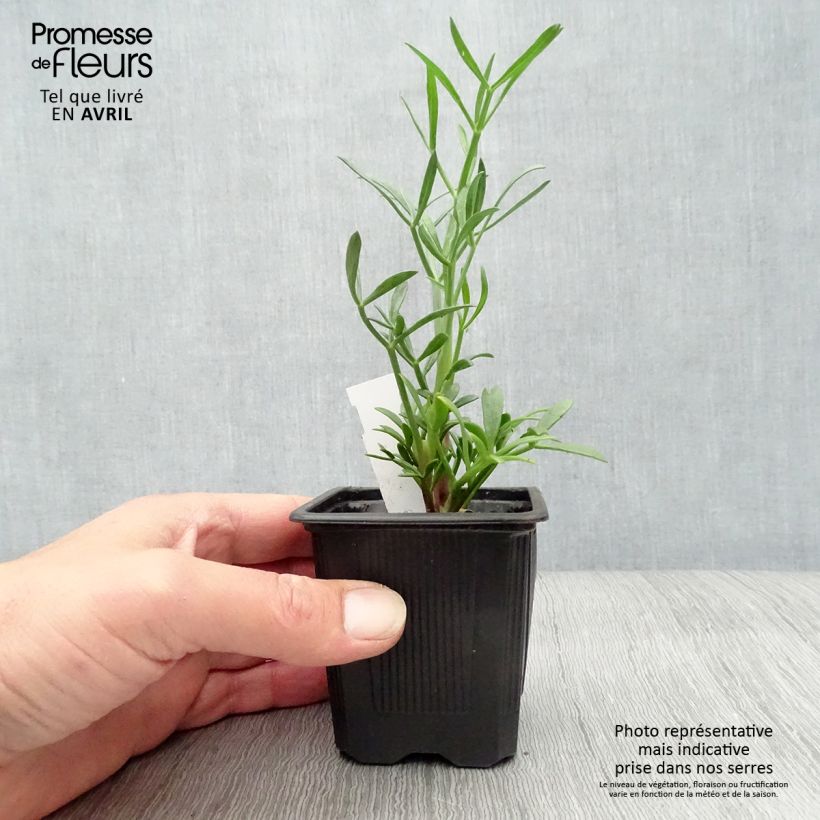 Hinojo marino - Crithmum maritimum Maceta de 8/9 cm Ejemplar entregado en la primavera