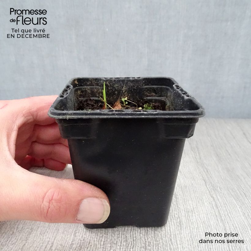 Crocosmia crocosmiiflora Carmine Brillant Maceta de 7/8 cm Ejemplar entregado en invierno