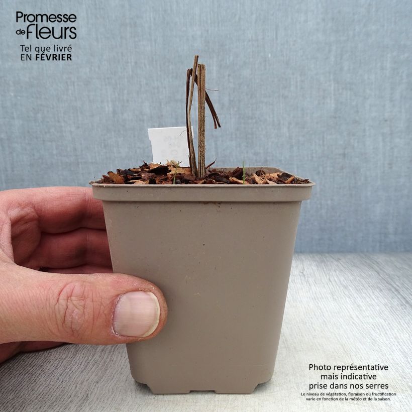 Crocosmia Hellfire Maceta de 8/9 cm Ejemplar entregado en invierno