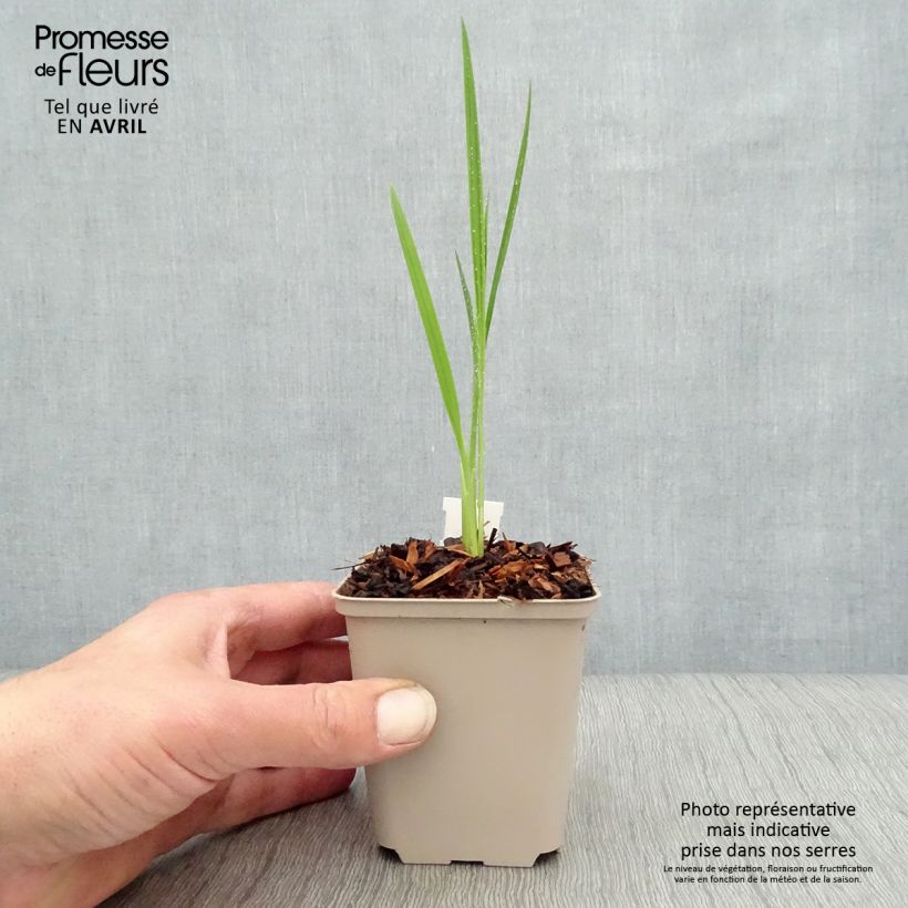 Crocosmia Hellfire Maceta de 8/9 cm Ejemplar entregado en la primavera