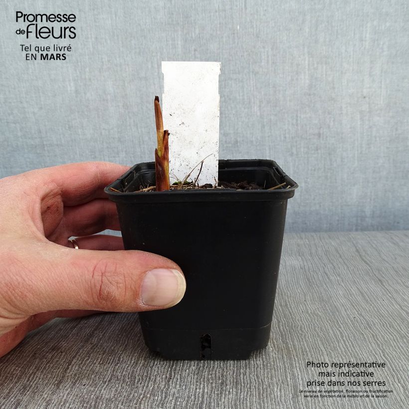 Crocosmia masoniorum Lucifer Maceta de 8/9 cm Ejemplar entregado en invierno